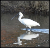 Royal Spoonbill