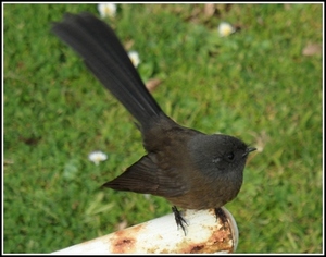 Black fantail