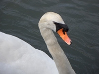 Swan