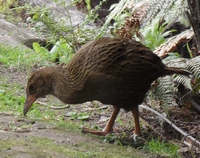 Weka