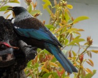 Tui