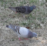 Pigeons