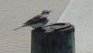 Skylark