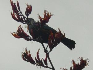 Tui in flax
