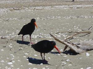 Oystercatchers