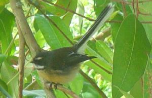 Pied fantail