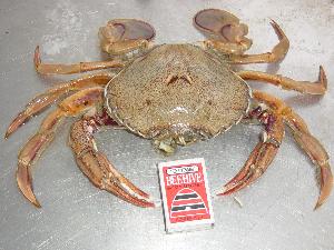 Paddle crab