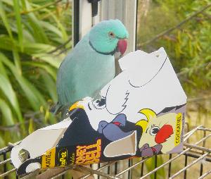 Zoro - Ring neck parakeet