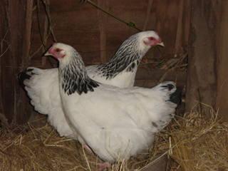 Hens