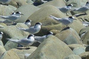 Black Caps