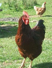 Rooster