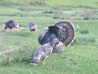 Turkeys