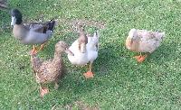 Ducks