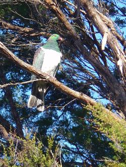 Native pigeon