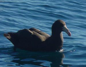Giant petrel