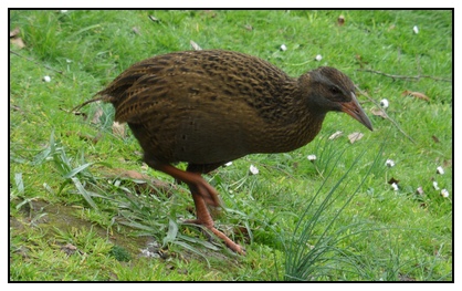 Weka